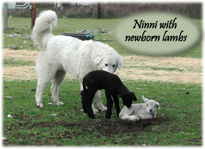 Ninni with newborn twin lambs